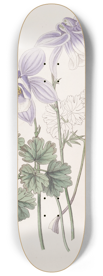 Sydenham Edwards - Joyous Colombine 8.25 inch art skate deck