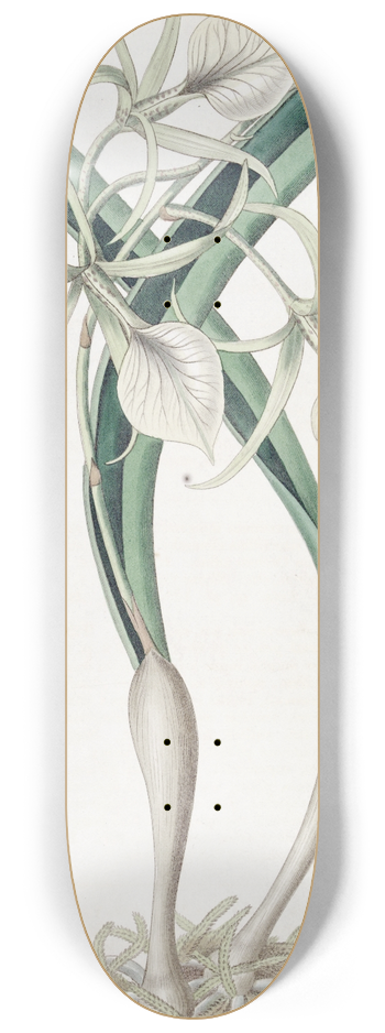 Sydenham Edwards - Knotty Brasavola 8.25 inch art skate deck