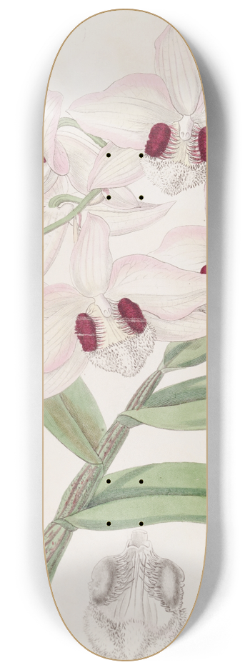 Sydenham Edwards - Lady Dalhousies Dendrobium 8.25 inch art skate deck