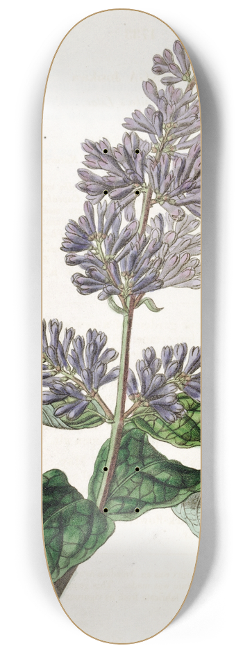 Sydenham Edwards - Lady Josikas Lilac 8.25 inch art skate deck