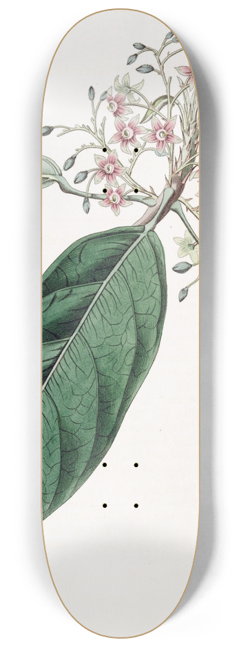 Sydenham Edwards - Lanceolate Sterculia 8.25 inch art skate deck