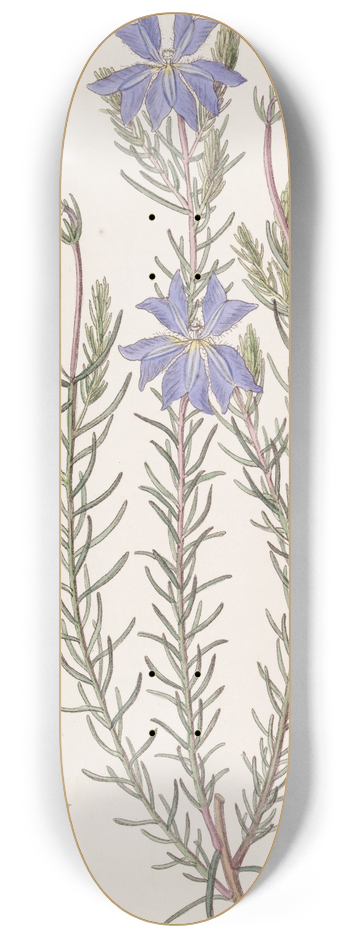 Sydenham Edwards - Large Blue Leschenaultia 8.25 inch art skate deck