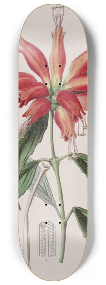Sydenham Edwards - Large-flowered Blushwort 8.25 inch art skate deck