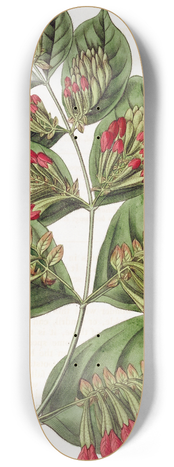 Sydenham Edwards - Large-flowered Combretum 8.25 inch art skate deck