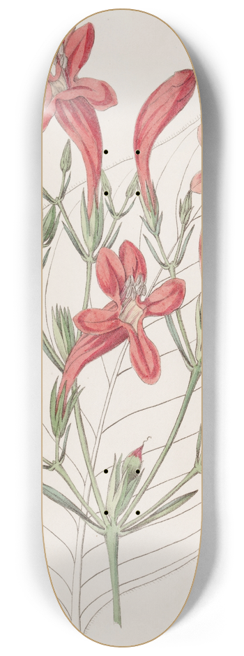 Sydenham Edwards - Large-leaved Ruellia 8.25 inch art skate deck