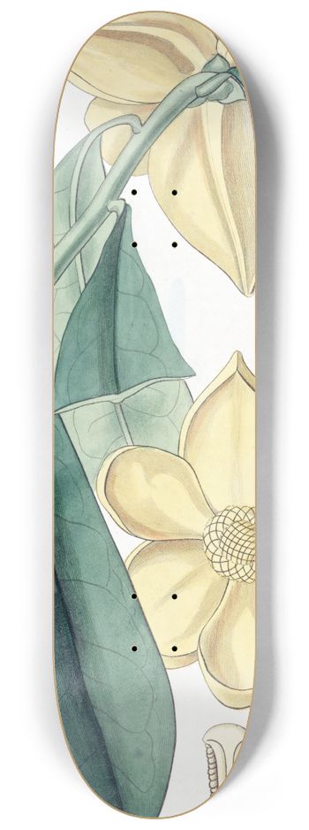 Sydenham Edwards - Laurel-leaved Custard Apple 8.25 inch art skate deck
