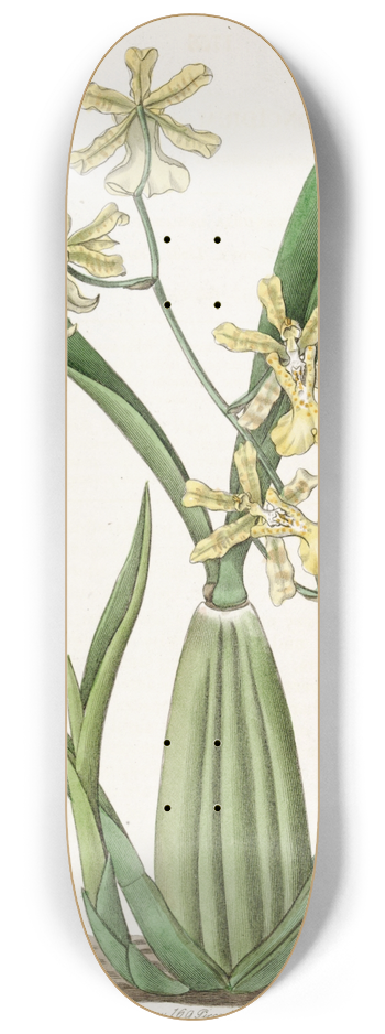 Sydenham Edwards - Lemon-coloured Oncidium 8.25 inch art skate deck