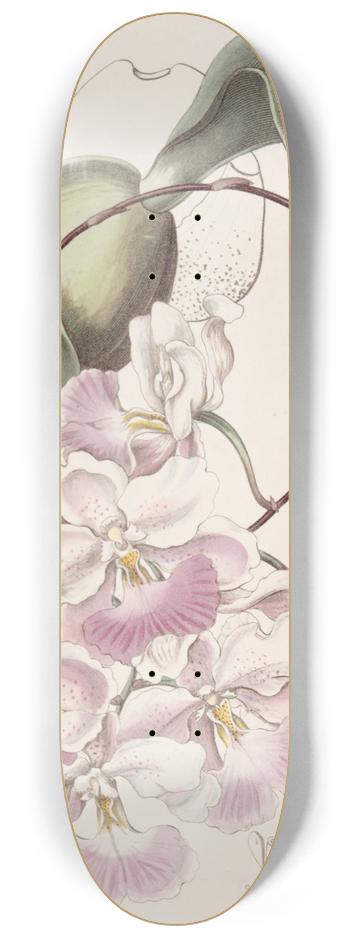 Sydenham Edwards - Lemon-scented Odontoglossum 8.25 inch art skate deck