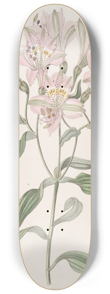 Sydenham Edwards - Lined Alstraemeria 8.25 inch art skate deck