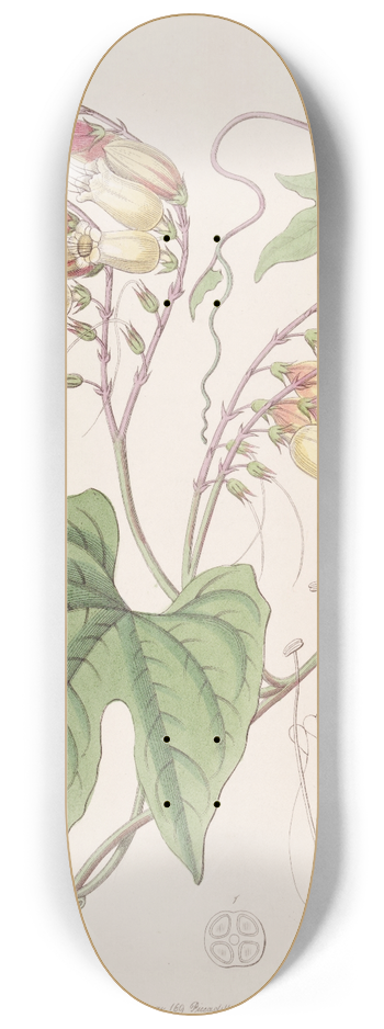 Sydenham Edwards - Lobe-leaved Mina 8.25 inch art skate deck