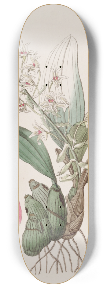 Sydenham Edwards - Long-bracted Eria 8.25 inch art skate deck