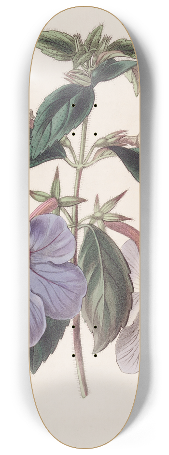 Sydenham Edwards - Long-flowered Achimenes 8.25 inch art skate deck