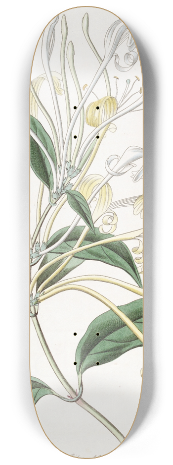 Sydenham Edwards - Long-flowered Honeysuckle 8.25 inch art skate deck
