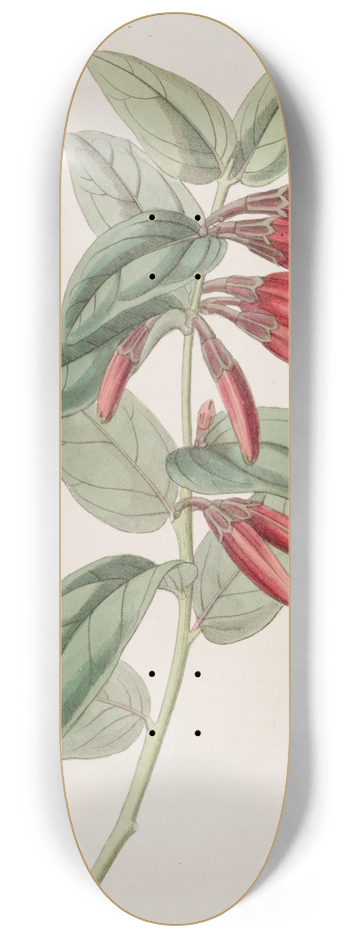 Sydenham Edwards - Long-flowered Macleania 8.25 inch art skate deck