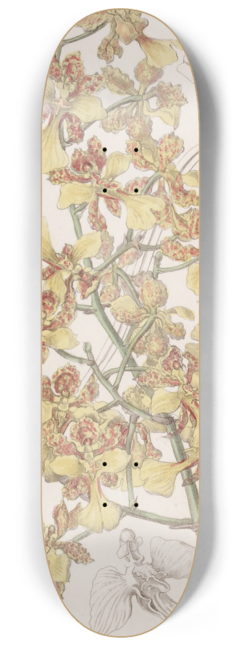 Sydenham Edwards - Long-Leaved Oncidium 8.25 inch art skate deck