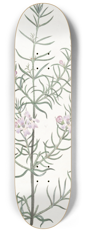 Sydenham Edwards - Long-leaved Westringia 8.25 inch art skate deck