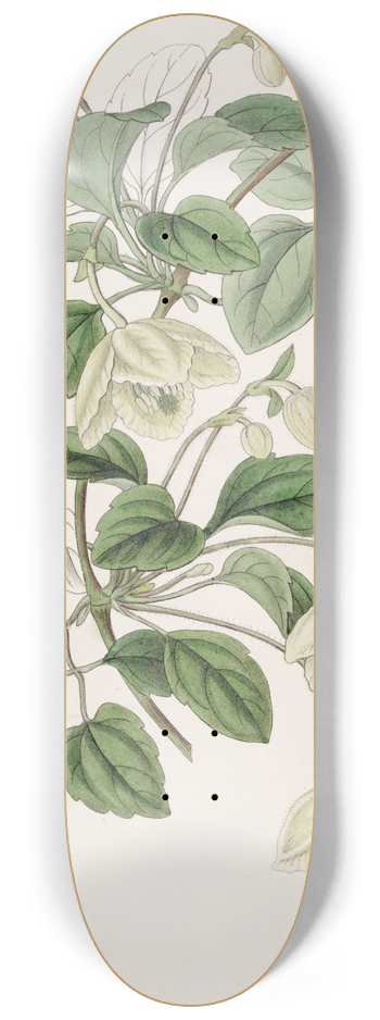Sydenham Edwards - Long-stalked Majorca Virgins Bower 8.25 inch art skate deck