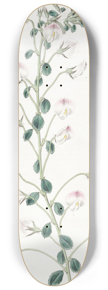 Sydenham Edwards - Long-stalked Rest Harrow 8.25 inch art skate deck