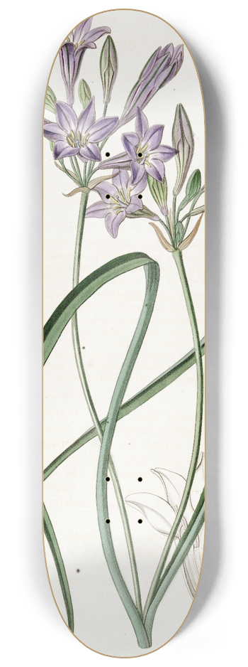 Sydenham Edwards - Loose-flowering Triteleia 8.25 inch art skate deck