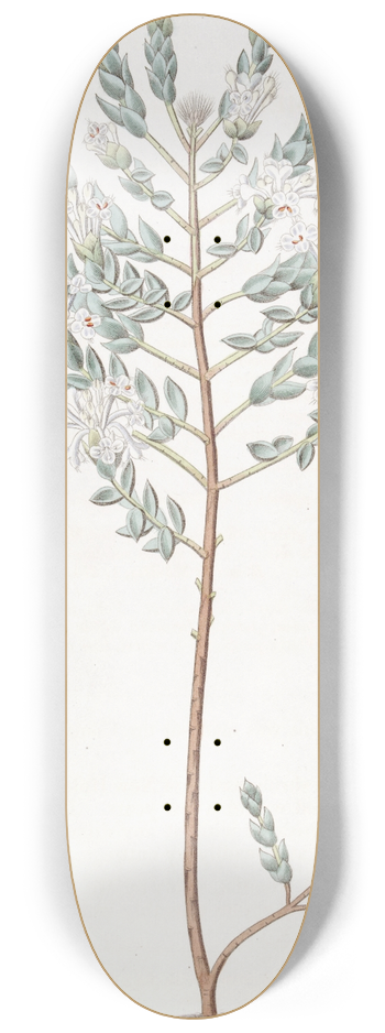 Sydenham Edwards - Lowly Pimelea 8.25 inch art skate deck