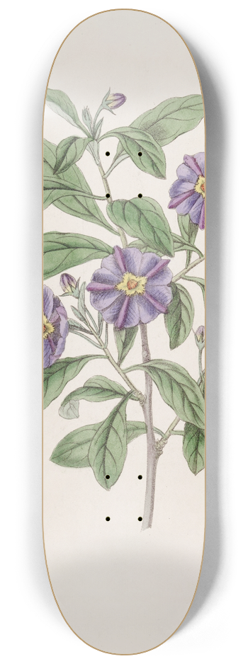 Sydenham Edwards - Lycium-like Solanum 8.25 inch art skate deck