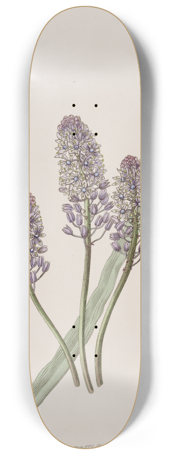 Sydenham Edwards - Meadow Squill 8.25 inch art skate deck