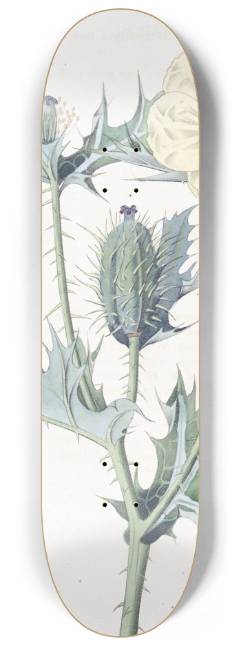 Sydenham Edwards - Mexican Argemone 8.25 inch art skate deck