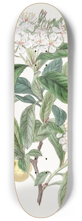 Sydenham Edwards - Mexican Hawthorn 8.25 inch art skate deck