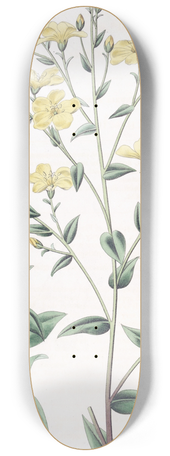 Sydenham Edwards - Mexiccan Flax 8.25 inch art skate deck