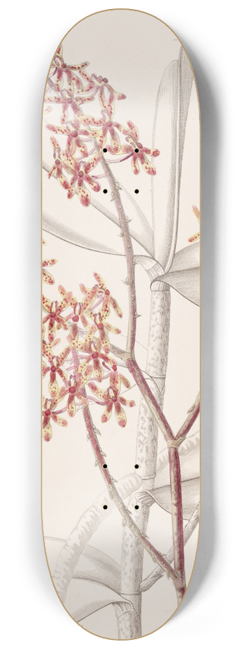 Sydenham Edwards - Morning Renanthera 8.25 inch art skate deck