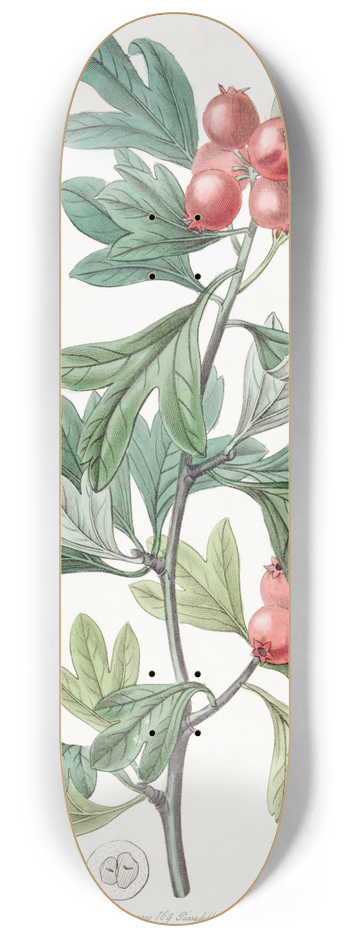 Sydenham Edwards - Morocco Hawthorn 8.25 inch art skate deck