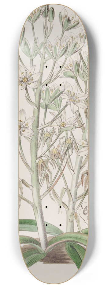 Sydenham Edwards - Mountain Ornithogalum 8.25 inch art skate deck