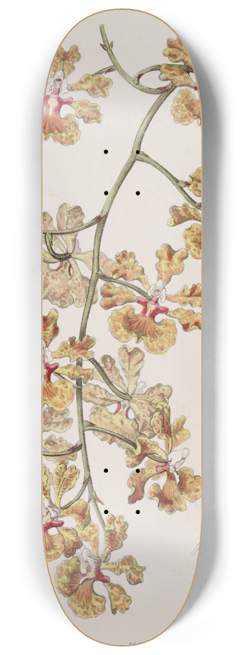 Sydenham Edwards - Mr. Boyds Oncidium 8.25 inch art skate deck