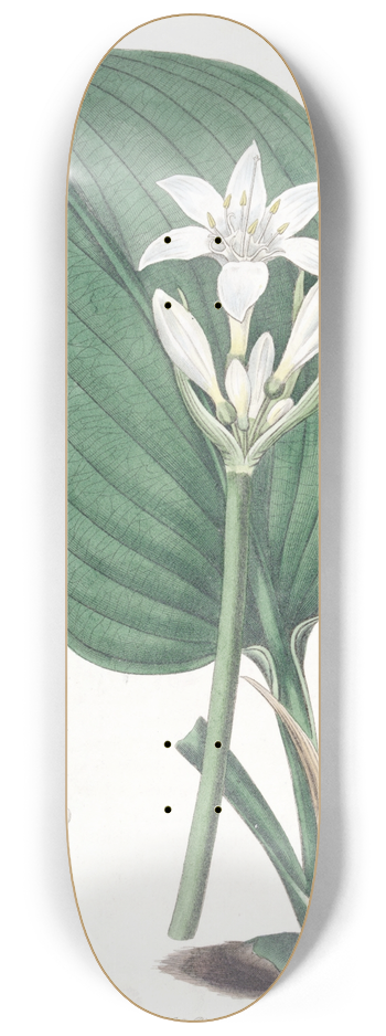 Sydenham Edwards - Mr. Cunninghams Eurycles 8.25 inch art skate deck