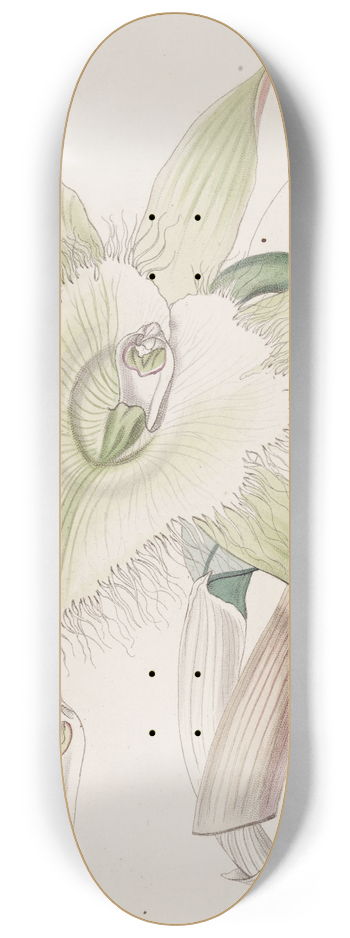 Sydenham Edwards - Mr. Digbys Brasavola 8.25 inch art skate deck