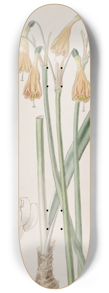 Sydenham Edwards - Mr. Hartwegs Stenomesson 8.25 inch art skate deck
