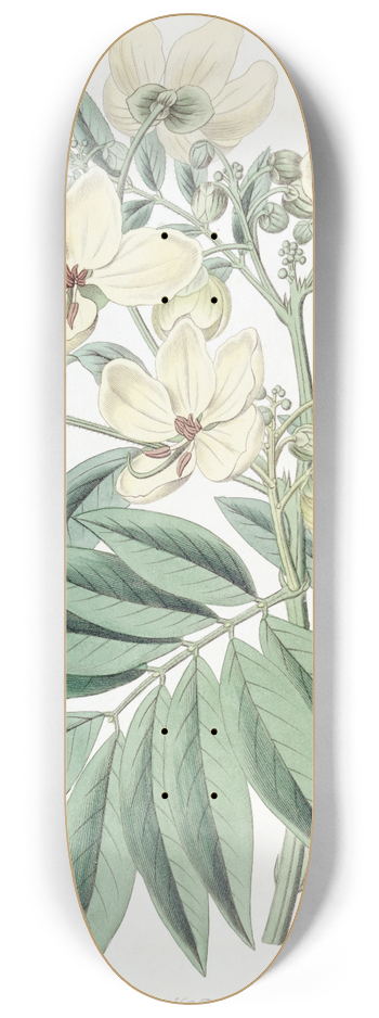 Sydenham Edwards - Mr. Herberts Cassia 8.25 inch art skate deck