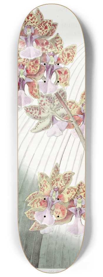 Sydenham Edwards - Mr. Lances Oncidium 8.25 inch art skate deck