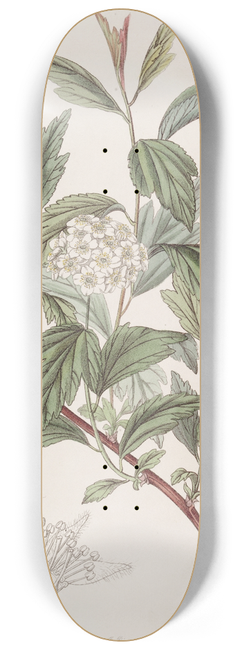 Sydenham Edwards - Mr. Reeves Spiraea 8.25 inch art skate deck