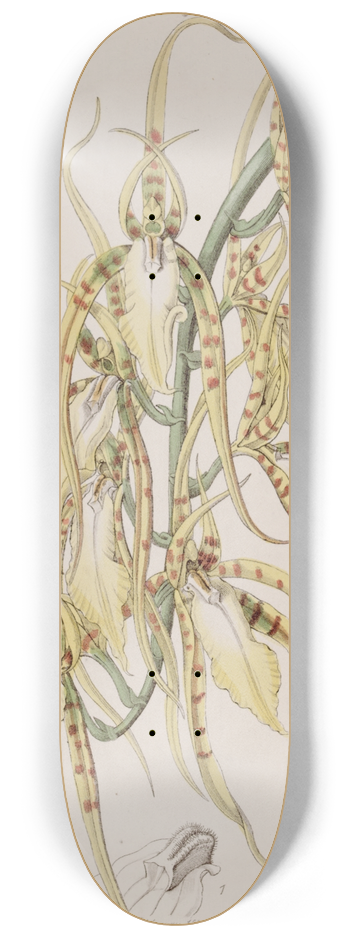 Sydenham Edwards - Mrs. Lawrences Brassia 8.25 inch art skate deck