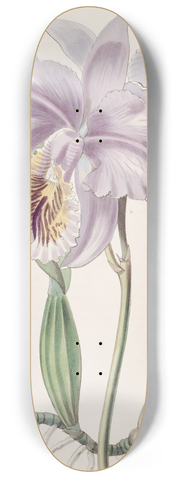 Sydenham Edwards - Mrs. Mosss Cattleya 8.25 inch art skate deck