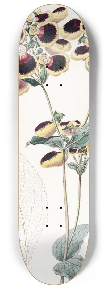 Sydenham Edwards - Mr. Youngs Calceolaria 8.25 inch art skate deck