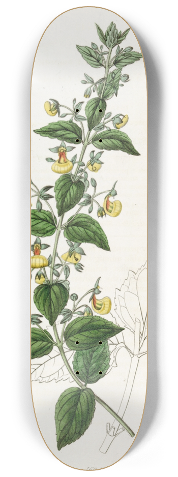 Sydenham Edwards - Narrow-flowered Calceolaria 8.25 inch art skate deck