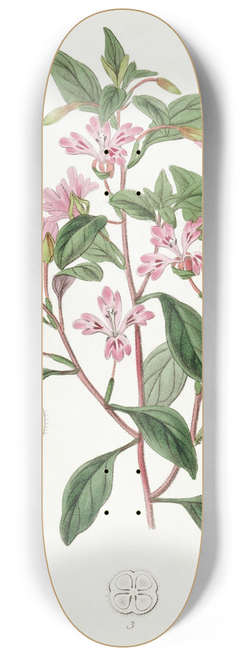 Sydenham Edwards - Neat Eucharidium 8.25 inch art skate deck