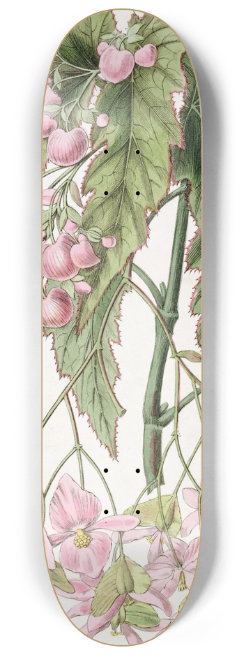 Sydenham Edwards - Noble-flowered Begonia 8.25 inch art skate deck