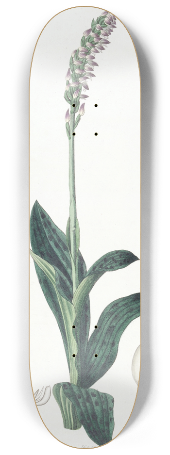 Sydenham Edwards - One-sided Aceras 8.25 inch art skate deck