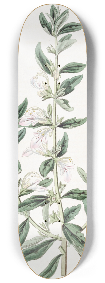 Sydenham Edwards - Orchis-flowered Teucrium 8.25 inch art skate deck