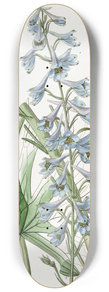 Sydenham Edwards - Pale-blue variable Larkspur 8.25 inch art skate deck