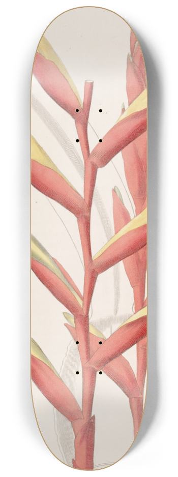 Sydenham Edwards - Parrot-flowered Vriesia 8.25 inch art skate deck