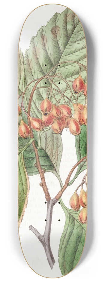 Sydenham Edwards - Pear-leaved Thorn 8.25 inch art skate deck